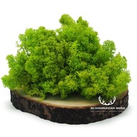 Chrobotek Moss Live Spring Green 500g Hrubý