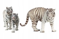 Nálepky zvierat zvieratká Biele tigre 13 Nálepky zvierat zvieratká Biele tigre 13