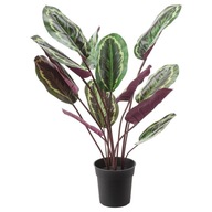 CALATHEA MEDALION umelá rastlina KALATHEA 100cm CALATHEA MEDALION umelá rastlina KALATHEA 100cm