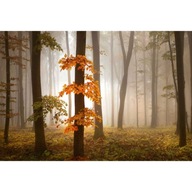 Fototapeta Autumn Forest Leaves Fall Branches Fog