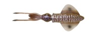 Savage Gear 3D LB Swim Squid 18cm/32g Sépia Savage Gear 3D LB Swim Squid 18cm/32g Sépia