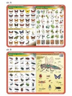 Edu podložka. 025 - Motýle, hmyz, anatómia ..
