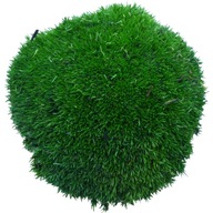 Špongia Moss PREMIUM Tmavo zelená 0,12 m2