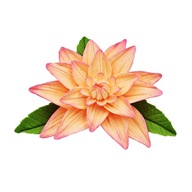 Cukrová kvetinová torta Broskyňová Dahlia Cukrová kvetinová torta Broskyňová Dahlia
