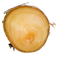 Plátky dreva NATURAL BREZA 10-15 cm kotúče
