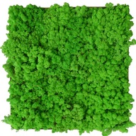 Crabgrass Moss Live Green 3kg Crabgrass Moss Live Green 3kg