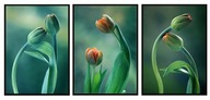 OBRAZ V RÁME 53x73cm Triptych Tulipány P2002 OBRAZ V RÁME 53x73cm Triptych Tulipány P2002