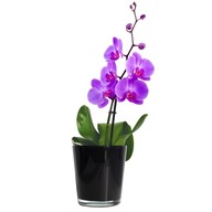 Sklenený OBAL na kvetináč orchidey Herbs GRAPHITE Sklenený OBAL na kvetináč orchidey Herbs GRAPHITE
