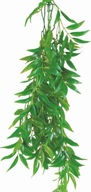Terarijná rastlina Ficus Longifolia Happet 70cm