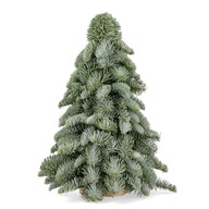 Vianočný stromček z konárov jedle nobilis 40cm ECO Vianočný stromček z konárov jedle nobilis 40cm ECO