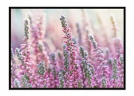 OBRAZOVÝ PLAGÁT V RÁME 53x73 cm Lúka P1638 OBRAZOVÝ PLAGÁT V RÁME 53x73 cm Lúka P1638