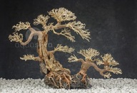 Aquasilva Mahuta aqua bonsai strom naplavené drevo Aquasilva Mahuta aqua bonsai strom naplavené drevo