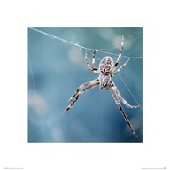 Obraz na stenu pavúk na pavúčej sieti 40x40 cm