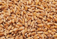 Pšenica kŕmna 25 kg - krmivo pre holuby