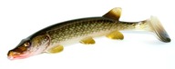 Šťuka BALZER PIKE 32g/18cm balzerová guma Šťuka BALZER PIKE 32g/18cm balzerová guma