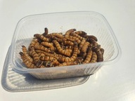 Drevožrúti Zophobas Morio - Živé larvy 750 ml
