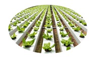 LAVA HYDROPONICS VULKANICKÁ PEMZA 10-30 mm 5kg LAVA HYDROPONICS VULKANICKÁ PEMZA 10-30 mm 5kg