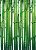 Fototapeta Green Bambus do obývačky, 183x254 cm