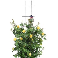 ZÁHRADNÁ MRIEŽKA NA PORAZENIE RASTLÍN PERGOLA 30x150 ZÁHRADNÁ MRIEŽKA NA PORAZENIE RASTLÍN PERGOLA 30x150