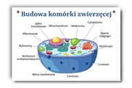 Náučná tabuľa Štruktúra zvieracej bunky A3 Náučná tabuľa Štruktúra zvieracej bunky A3