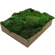 Plochý mach PREMIUM Natural Green 0,5 m2 kartón