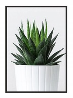 OBRAZOVÝ PLAGÁT V RÁME 33x43 cm Kaktus P649 OBRAZOVÝ PLAGÁT V RÁME 33x43 cm Kaktus P649
