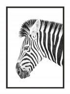 OBRAZOVÝ PLAGÁT V RÁME 33x43 cm Zebra P885 OBRAZOVÝ PLAGÁT V RÁME 33x43 cm Zebra P885