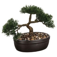 Bonsai strom v kvetináči prirodzene vyzerajúca rastlina Bonsai strom v kvetináči prirodzene vyzerajúca rastlina