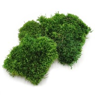 Swamp Moss Vankúš pre Chrobotek 0,1m2 Swamp Moss Vankúš pre Chrobotek 0,1m2