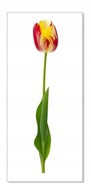 Nálepka s kvetmi kvety 50cm - Tulipán 17 Nálepka s kvetmi kvety 50cm - Tulipán 17