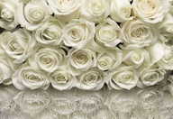 Fototapeta Mosquito White Roses Bouquet