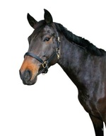 Kožená ohlávka COVALLIERO (klas a poník) čierna