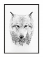 OBRAZOVÝ PLAGÁT V RÁME 33x43 cm Vlk P1461 OBRAZOVÝ PLAGÁT V RÁME 33x43 cm Vlk P1461