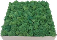 Odrezky machového machu Dark Green Cardboard 6kg Odrezky machového machu Dark Green Cardboard 6kg