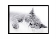 OBRAZ, PLAGÁT V RÁME 53x73 cm Cat P502 úroveň OBRAZ, PLAGÁT V RÁME 53x73 cm Cat P502 úroveň
