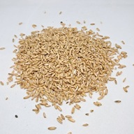 Bezplupkový ovos - ovsená kaša pre papagáje, holuby, sliepky, voľne žijúce vtáky 10 kg Bezplupkový ovos - ovsená kaša pre papagáje, holuby, sliepky, voľne žijúce vtáky 10 kg