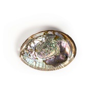 Green Abalone Shell Haliotis Fulgens + ZDARMA! Green Abalone Shell Haliotis Fulgens + ZDARMA!