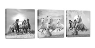 SADA OBRAZOV KONÍKOV SET 75cm SADA OBRAZOV KONÍKOV SET 75cm