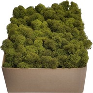 Moss Chrobotek PREMIUM Mid Green Cardboard 300g Moss Chrobotek PREMIUM Mid Green Cardboard 300g