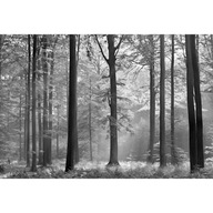 Fototapeta Black and White Forest Trees Branches View