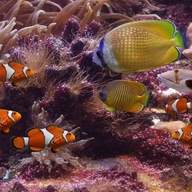 OBROVSKÝ 3D PLÁŽOVÝ OTERÁK VEĽKÝ XXXL REEF FISH R7 OBROVSKÝ 3D PLÁŽOVÝ OTERÁK VEĽKÝ XXXL REEF FISH R7