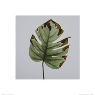 Reprodukcia sušených listov Monstera 40x40 cm Reprodukcia sušených listov Monstera 40x40 cm