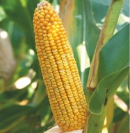 Semená kukurice Corn Perseus C1 11,9 kg