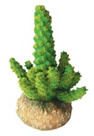 Rastlina CEREUS kaktus 11cm do púšte Rastlina CEREUS kaktus 11cm do púšte