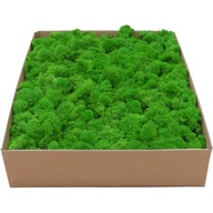 Moss Chrobotek PREMIUM jablkový zelený kartón 1000g