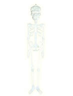 Žiariace kosti kostry Halloweenska kostra 75 cm