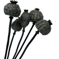 SUŠENÉ MAKOVÉ MAKY PAPAVER GIGANTUM MAK KYTICE ČIERNA SUŠENÉ MAKOVÉ MAKY PAPAVER GIGANTUM MAK KYTICE ČIERNA