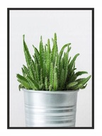 OBRAZOVÝ PLAGÁT V RÁME 33x43 cm Kaktus P650 OBRAZOVÝ PLAGÁT V RÁME 33x43 cm Kaktus P650