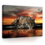 Obraz do spálne JAGUAR tiger zvieratká 100x70 Obraz do spálne JAGUAR tiger zvieratká 100x70