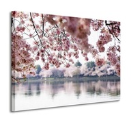Čerešňové kvety na stromoch Obraz na plátne 80x60 cm Čerešňové kvety na stromoch Obraz na plátne 80x60 cm